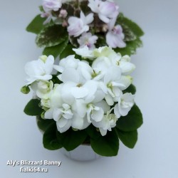 Aly's Blizzard Bunny (A. Droege)